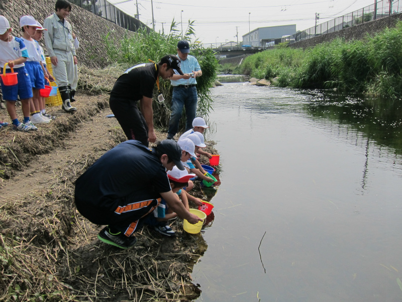 宮前川で12回目の鯉の稚魚放流をしました 坂の上の雲ちゃん 電脳広場